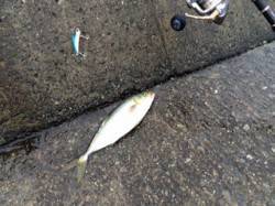 武庫川一文字　ライトジギングでサバ多数、本…