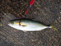 岸和田一文字　サンマの切身でタチウオ&ジグでツバス