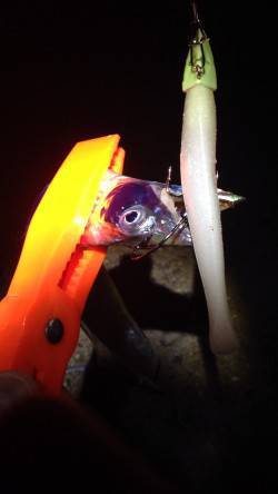 海南ワインド釣行　1時間で16匹釣れました…