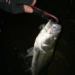 津居山にて橋脚明暗狙いでシーバス5連荘！