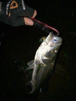 津居山にて橋脚明暗狙いでシーバス5連荘！