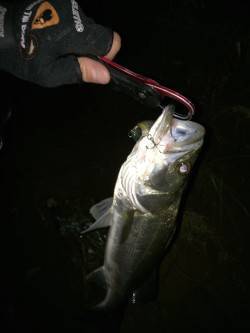 津居山にて橋脚明暗狙いでシーバス5連荘！