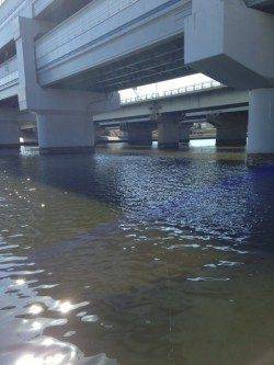 武庫川にて脈釣り　ハゼの魚影の濃さを実感