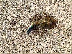 新浜漁港でエギング　小アオリが沢山いました