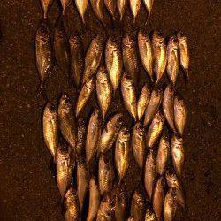 舞洲でのアジング　アジがサイズUPして時には20cm近いサイズも♪