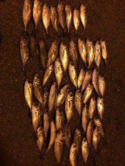 舞洲でのアジング　アジがサイズUPして時には20cm近いサイズも♪