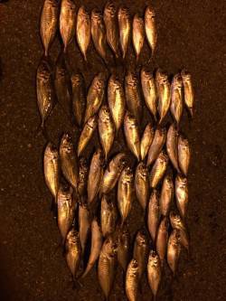 舞洲でのアジング　アジがサイズUPして時に…