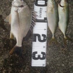 ツバスを釣りに武庫川一文字へ、ノマセでキビレも！