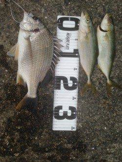 ツバスを釣りに武庫川一文字へ、ノマセでキビレも！