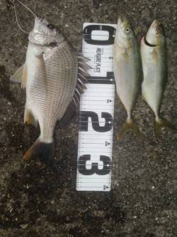 ツバスを釣りに武庫川一文字へ、ノマセでキビ…