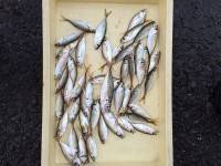 サビキでアジが釣れてます　マリーナシティ海…