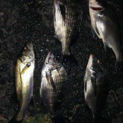 白灯台周辺電気浮き釣り〜潮が動くとチヌ・セイゴが食ってきました