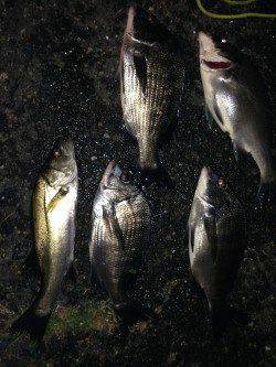 白灯台周辺電気浮き釣り〜潮が動くとチヌ・セイゴが食ってきました