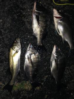 白灯台周辺電気浮き釣り〜潮が動くとチヌ・セ…