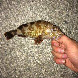 岸和田にてライトワインドで三目達成〜カマス・ガシラ・アジ