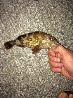 岸和田にてライトワインドで三目達成〜カマス・ガシラ・アジ