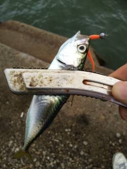 舞洲アジング〜豆アジから小アジに成長して楽…