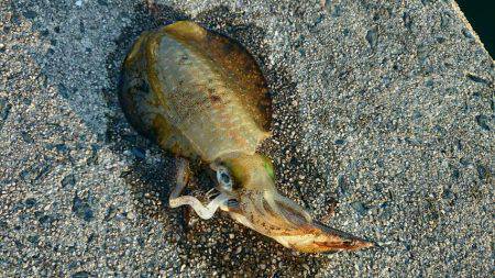 秋初戦、天橋立周辺エギング　沖のコロッケ、…