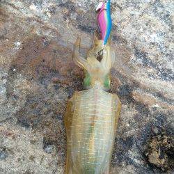 南紀でエギング　見草周辺の地磯にてアオリイカ6パイ