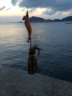 由良周辺漁港をランガン〜アオリイカ新子確認…