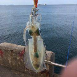 和歌山北港新子アオリイカ　2.5号でギリギリ乗るかというサイズ