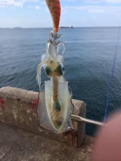 和歌山北港新子アオリイカ　2.5号でギリギ…