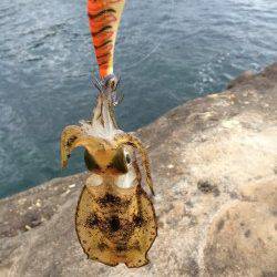 南紀でエギング　見草周辺の地磯にてアオリイカ6パイ