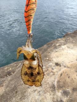 南紀でエギング　見草周辺の地磯にてアオリイ…