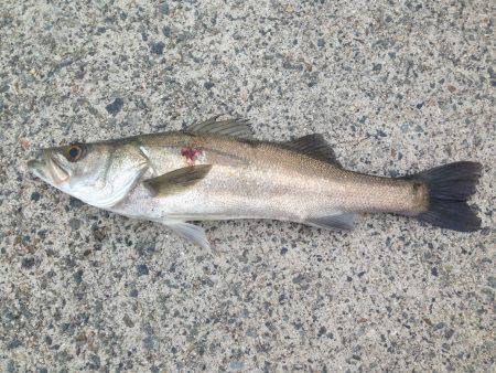 アジュール舞子　ショアジギングでハネ、お刺…