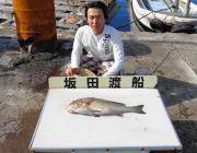 黒島の筏での釣果〜シラサでチャリコとシオ、オキアミでコロダイ