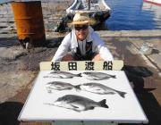 黒島の筏で良型チヌ5枚、湾内の筏ではアイゴ…