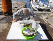 黒島の筏で良型チヌ5枚、湾内の筏ではアイゴの数釣り