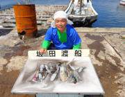 黒島の磯 アオリイカ新子〜0.6kgを12…