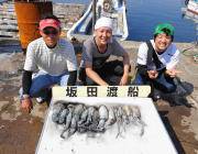 黒島の磯でエギング　アオリイカ新子～0.3…