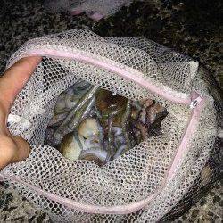 タコジグで大漁！武庫川河口オクトパッシング