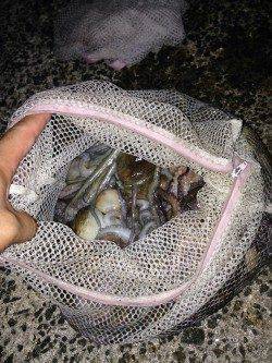 タコジグで大漁！武庫川河口オクトパッシング