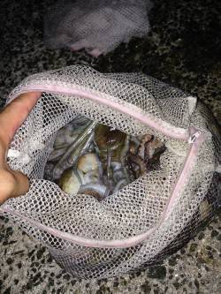 タコジグで大漁！武庫川河口オクトパッシング…