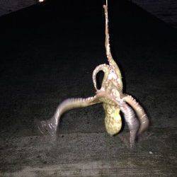 飾磨～広畑周辺でタコ狙い釣行〜8ハイの釣果