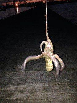 飾磨～広畑周辺でタコ狙い釣行〜8ハイの釣果