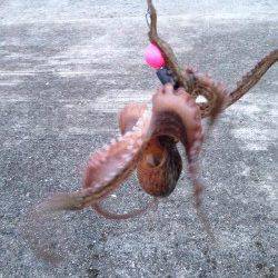 中島埠頭　夜中から朝にかけてのタコジグ釣行