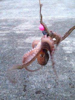 中島埠頭　夜中から朝にかけてのタコジグ釣行