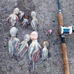 飾磨～広畑周辺でタコ狙い釣行〜8ハイの釣果