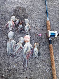 飾磨～広畑周辺でタコ狙い釣行〜8ハイの釣果…