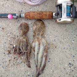 中島埠頭　夜中から朝にかけてのタコジグ釣行