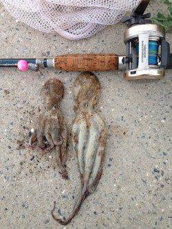 中島埠頭　夜中から朝にかけてのタコジグ釣行