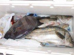 立島で底物釣り、サンバソウ38cm　他ルアーでスズキも。