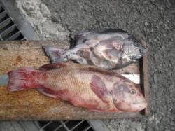 大磯での底物釣り　石鯛&カンダイ