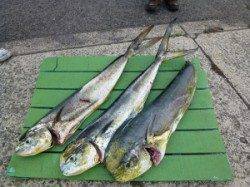 ルアーでシイラ100cm！神谷沖一文字内向きにて