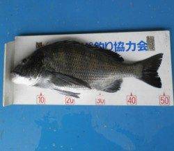 千歳イカダで年なしチヌ51.1cm