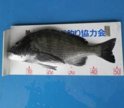 千歳イカダで年なしチヌ51.1cm